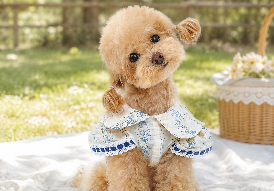 Dear Diary, Today I Wore Something Beautiful