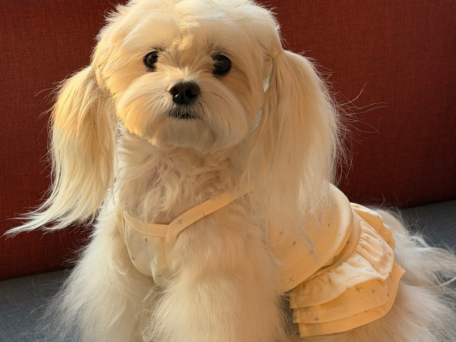 Designer Dog Clothes in Australia: How to Choose Stylish, Comfortable Outfits for Every Season