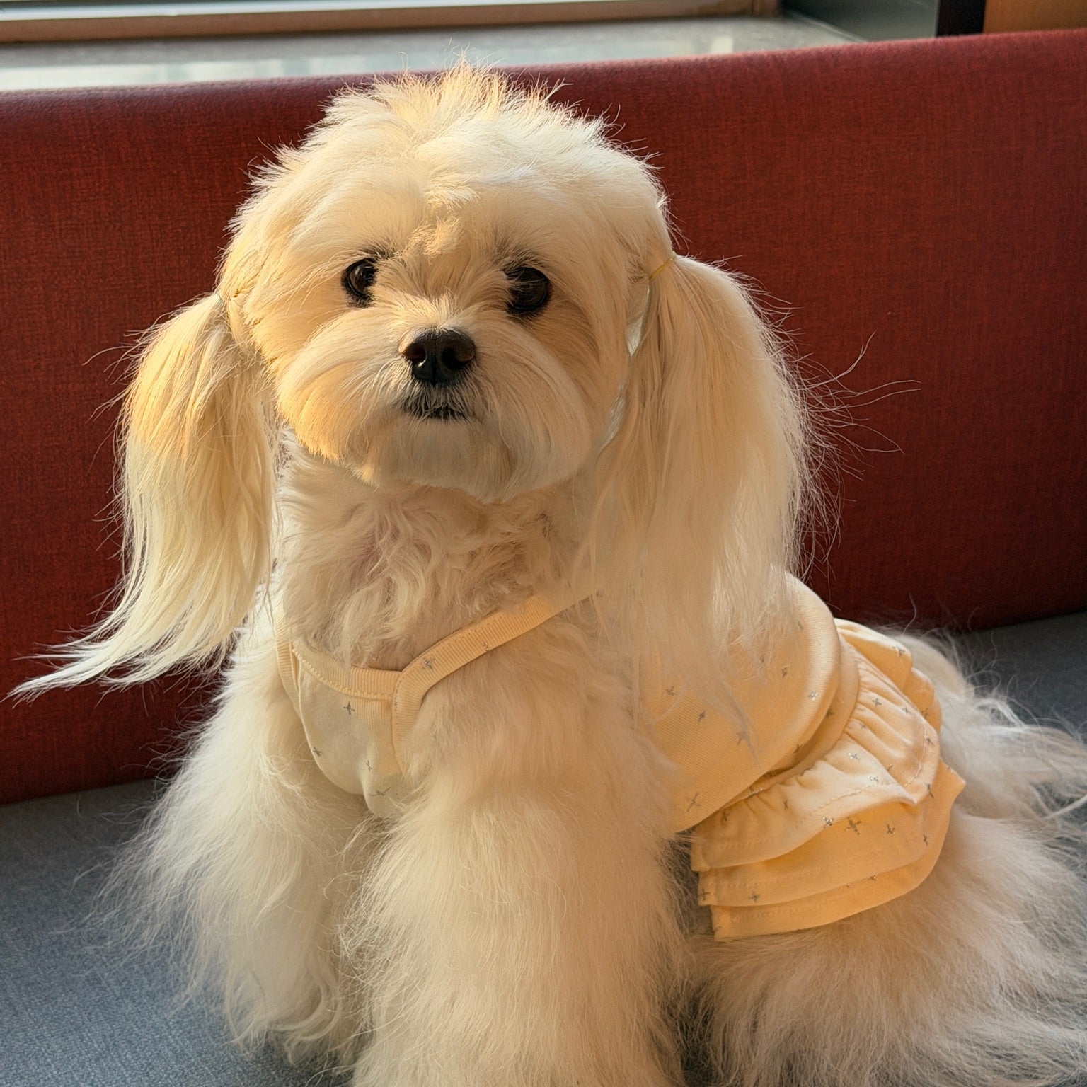 Designer Dog Clothes in Australia: How to Choose Stylish, Comfortable Outfits for Every Season