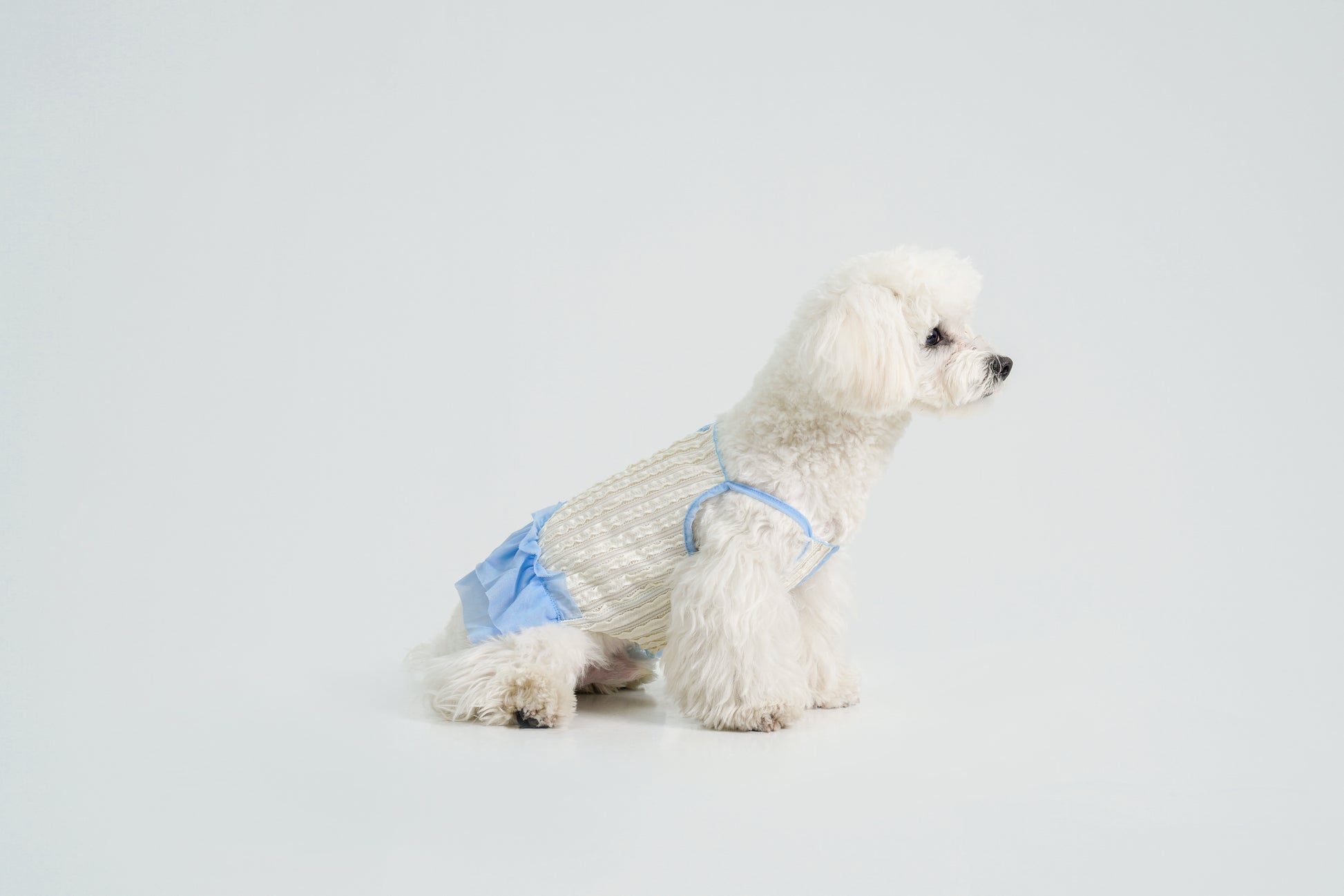Dream Ballet（Blue）