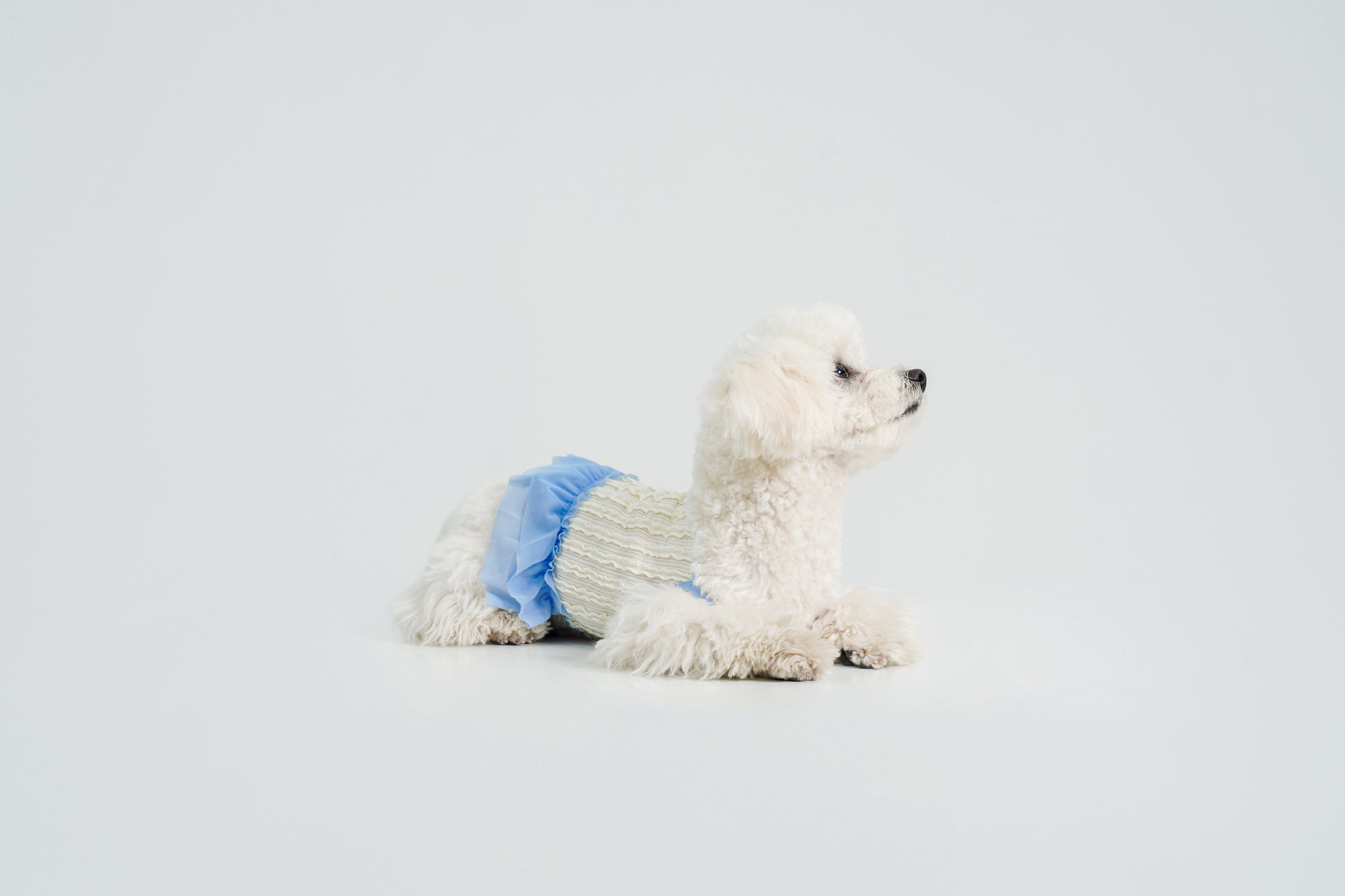 Dream Ballet（Blue）