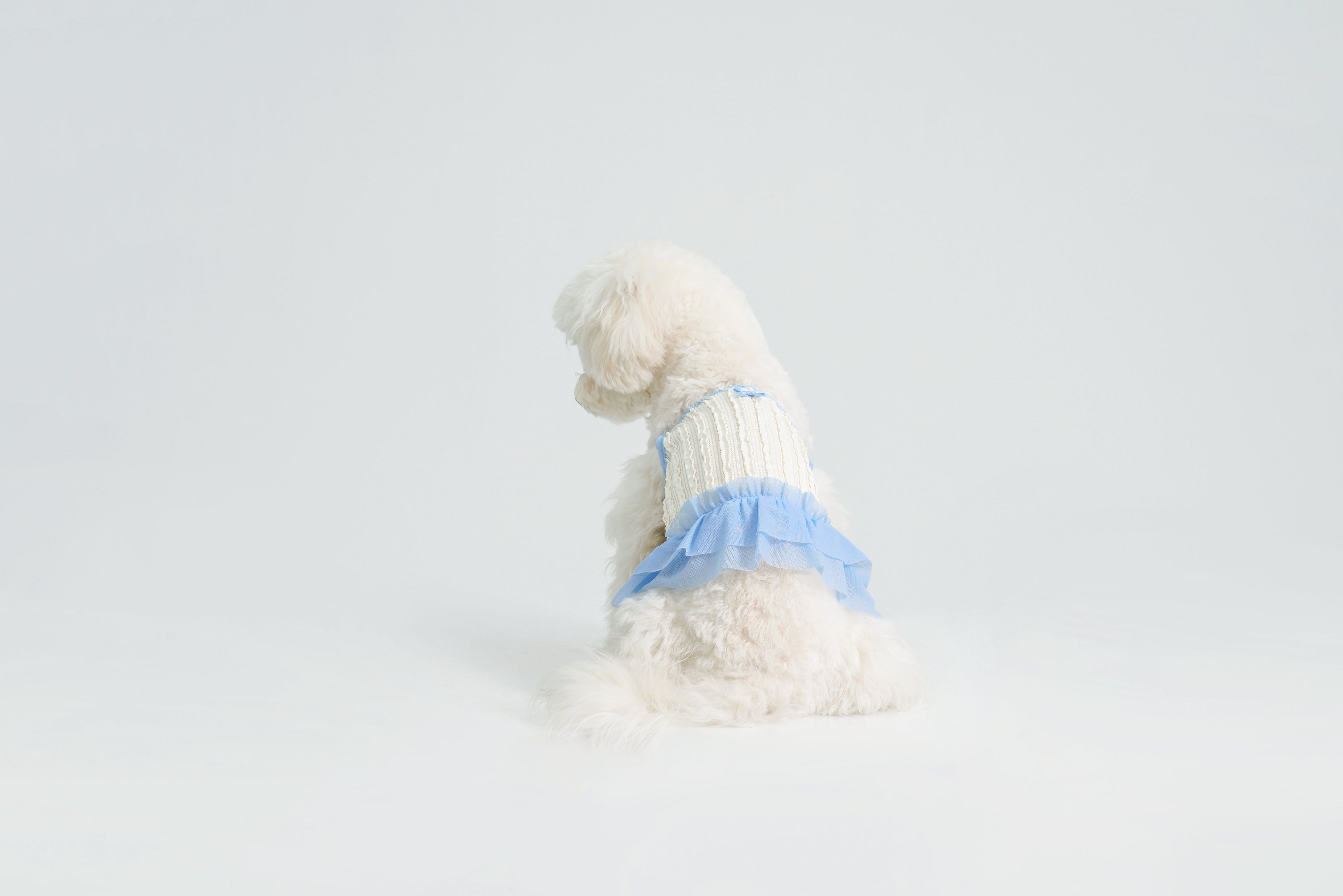 Dream Ballet（Blue）