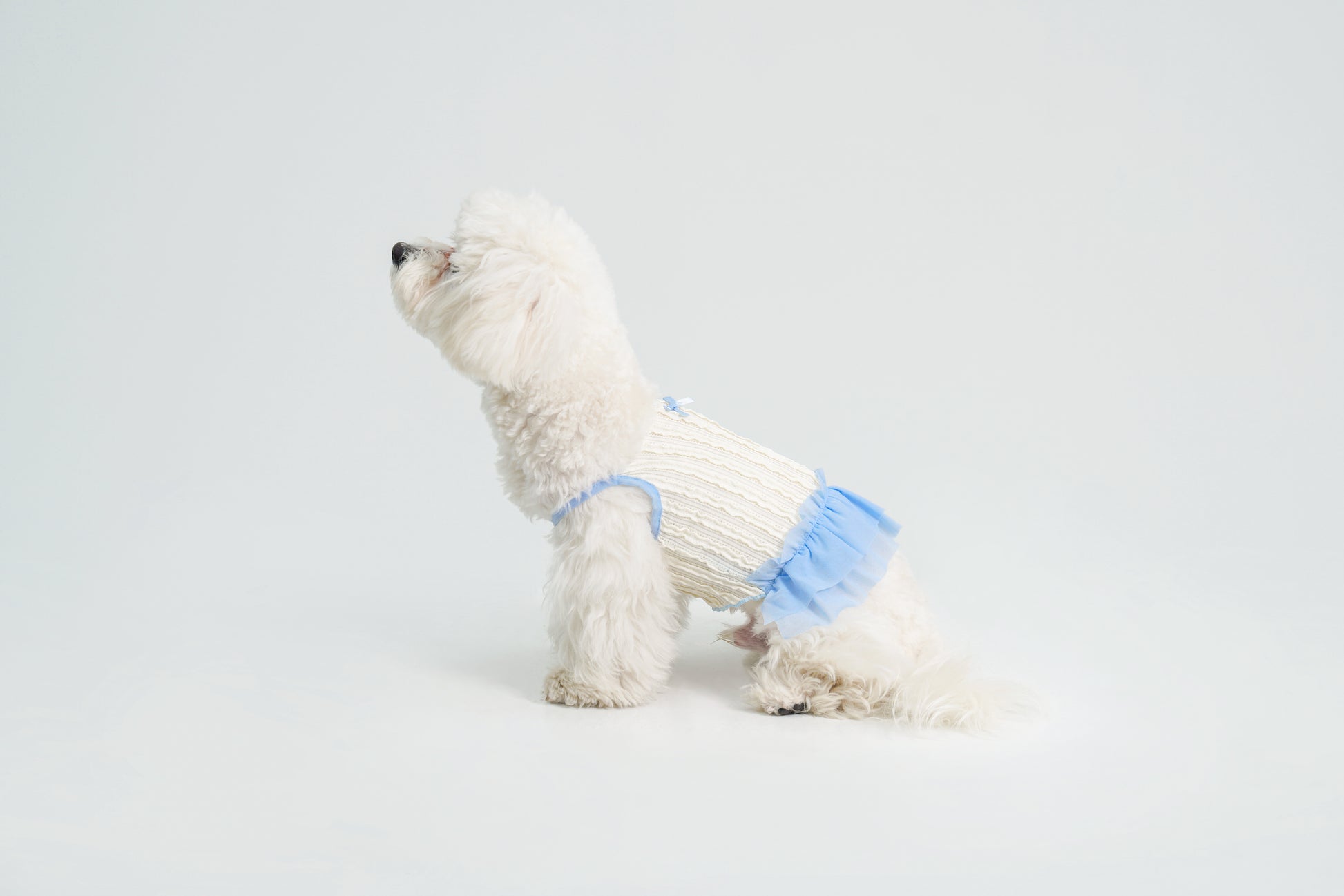 Dream Ballet（Blue）