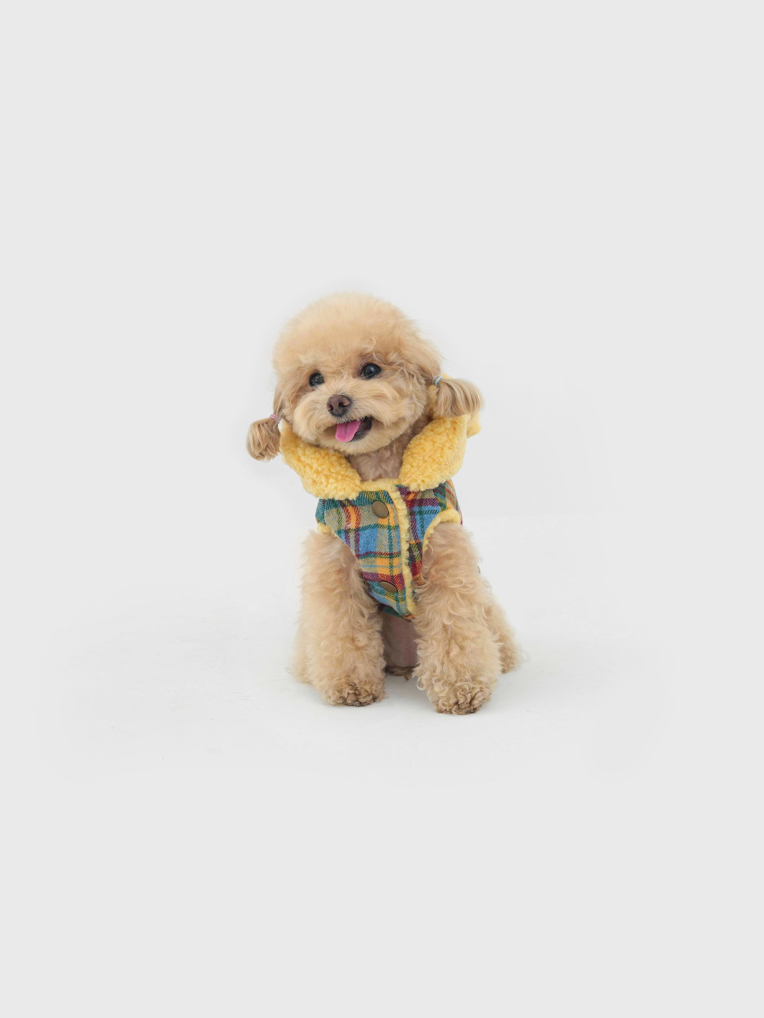 Butter Bear